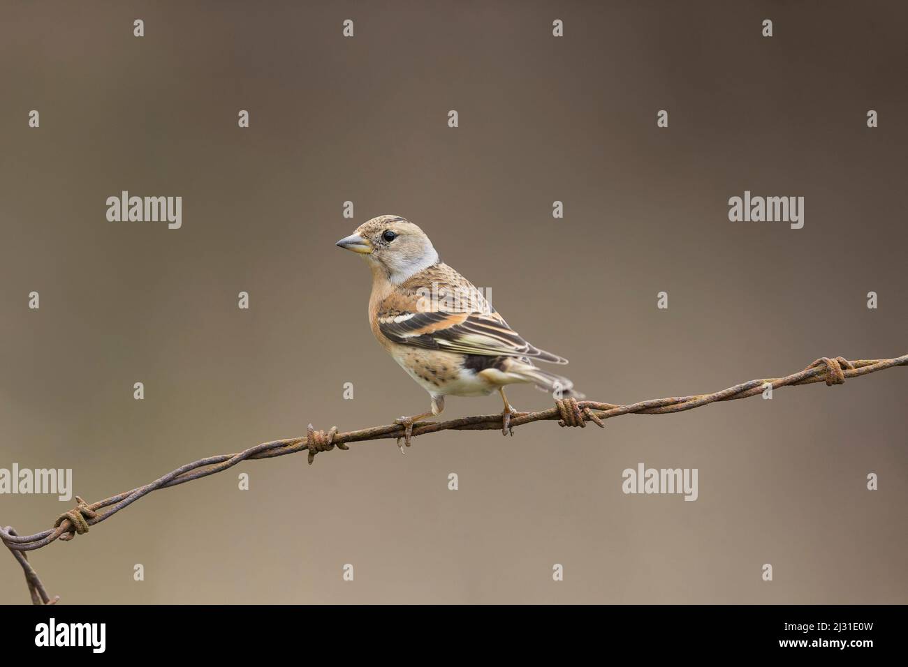 Brambling Fringilla montifringilla, donna adulta arroccata su filo spinato, Suffolk, Inghilterra, marzo Foto Stock