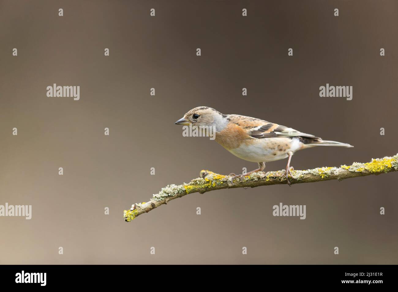 Brambling Fringilla montifringilla, donna adulta arroccata su ramoscello coperto di lichen, Suffolk, Inghilterra, marzo Foto Stock