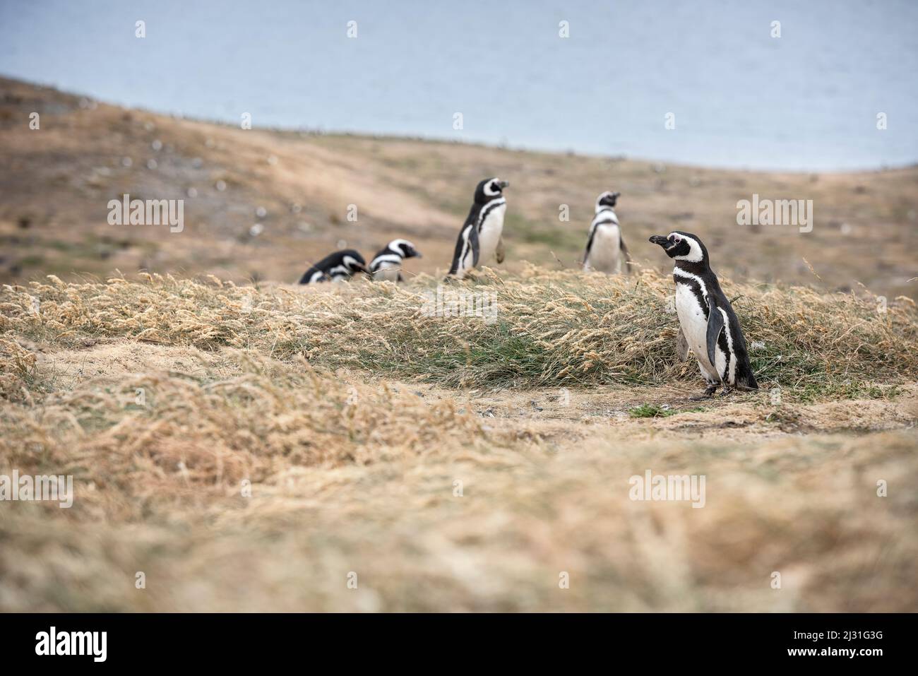 Colonia di pinguini magellanici, Parco Nazionale dell'Isla Magdalena, Punta Arenas, Patagonia, Cile, Sud America Foto Stock