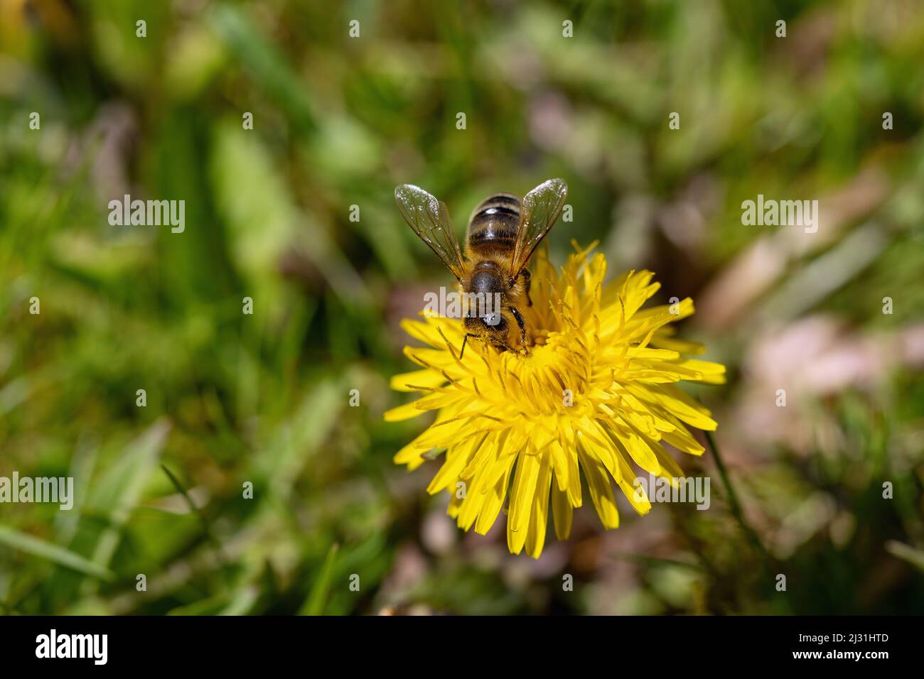 Ape di miele, dente di leone; Taraxacum sez. Ruderali Foto Stock