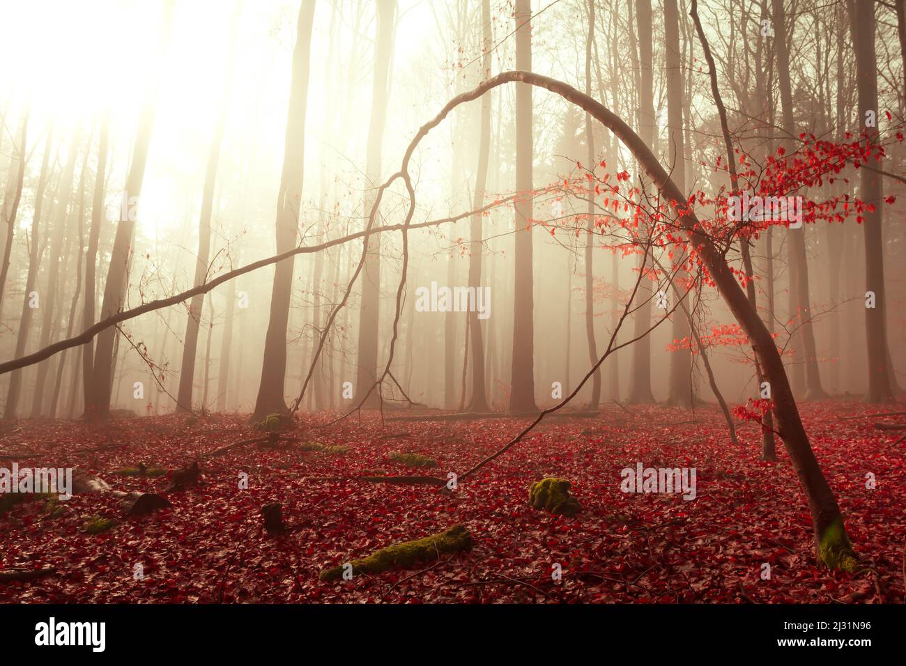 Foresta nuvolosa nei pressi di Frauensee, Turingia, Germania Foto Stock