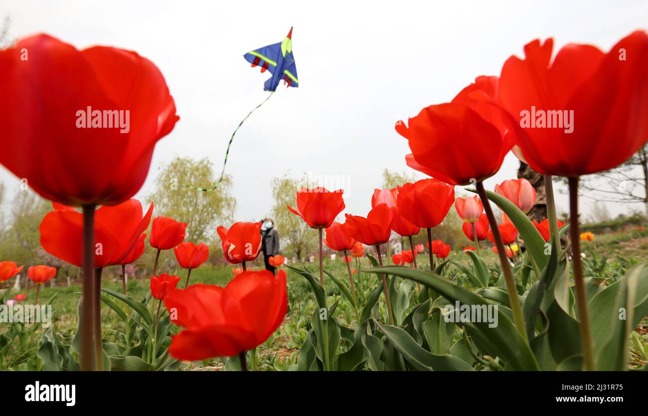 ZAOZHUANG, CINA - 5 APRILE 2022 - i residenti volano aquiloni in un campo a Zaozhuang, Cina orientale della provincia di Shandong, 5 aprile 2022. Foto Stock