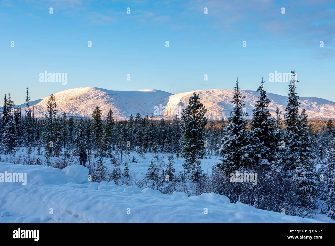 Paesaggio invernale, alberi di abete siberiano, Pallastunturi, Raattama, Lapponia, Finlandia Foto Stock