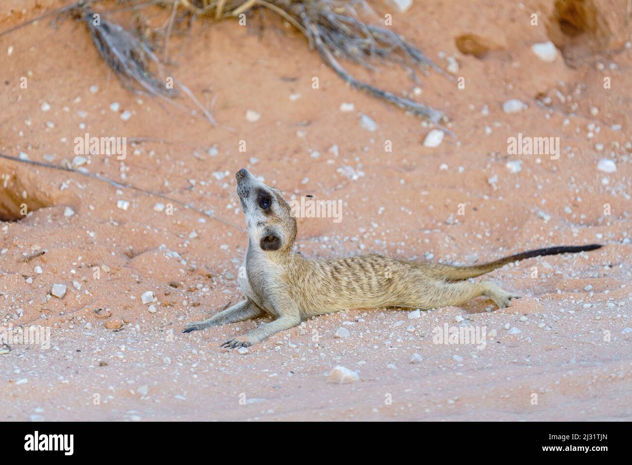 Meerkat (Suricata suricatta) relax a terra. Kalahari, Kgalagadi Transfrontier Park, Sudafrica Foto Stock