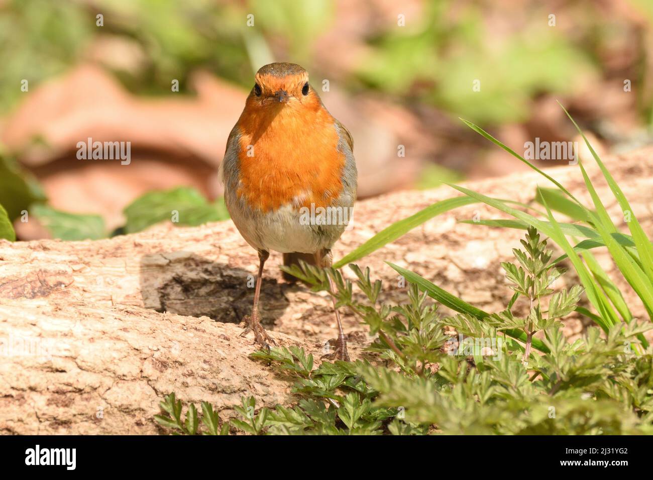 Il Robin europeo ha arroccato su un ceppo di sole mattina durante la primavera. Londra, Inghilterra. REGNO UNITO. Foto Stock