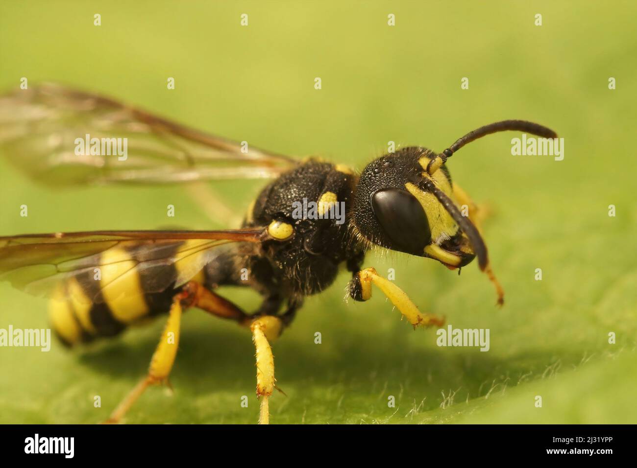 Primo piano su una vespa riccamente ricurva, Cerceris rybyensis seduta su una foglia verde nel giardino Foto Stock