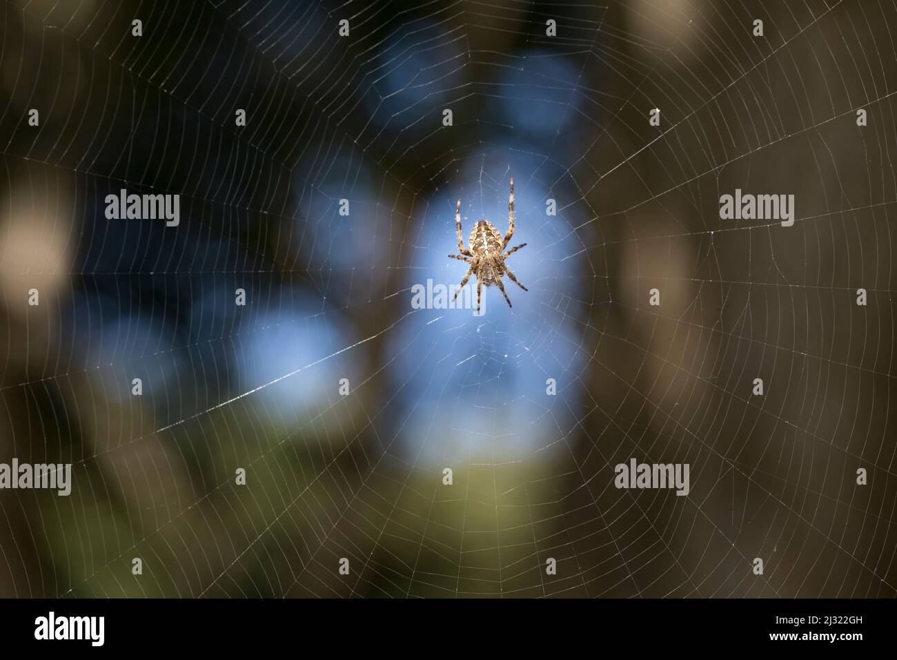 Garten-Kreuzspinne, Gartenkreuzspinne, Gemeine Kreuzspinne lauert in ihrem Netz, Radnetz, Araneus diadematus, cross orbweaver, giardino europeo spider, Foto Stock