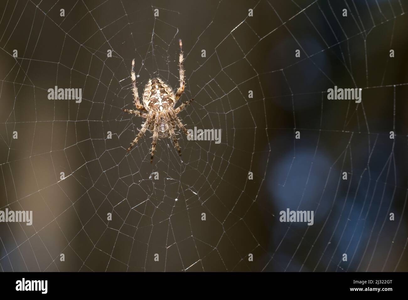 Garten-Kreuzspinne, Gartenkreuzspinne, Gemeine Kreuzspinne lauert in ihrem Netz, Radnetz, Araneus diadematus, cross orbweaver, giardino europeo spider, Foto Stock