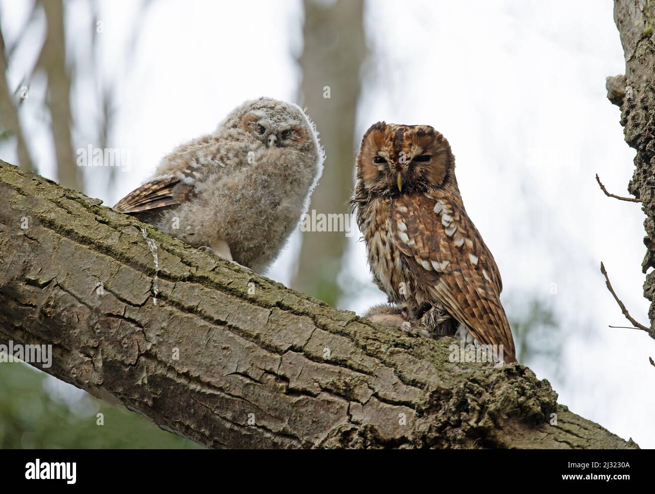 Tawny Owl (Strix aluco) adulto che alimenta il giovane Norwich GB UK Aprile 2022 Foto Stock