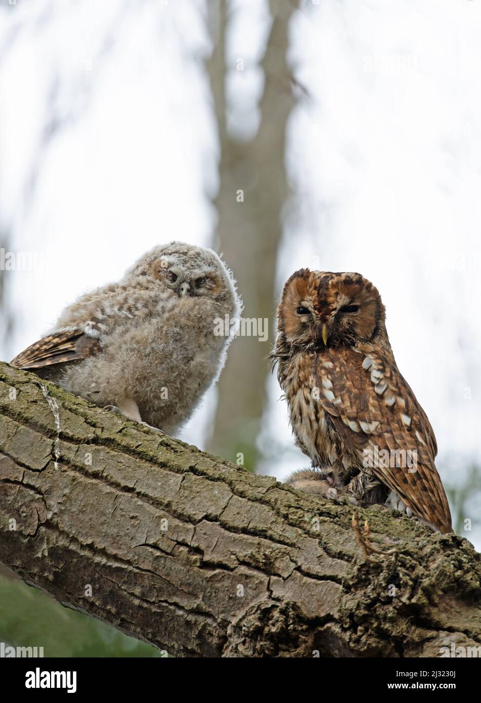 Tawny Owl (Strix aluco) adulto che alimenta il giovane Norwich GB UK Aprile 2022 Foto Stock