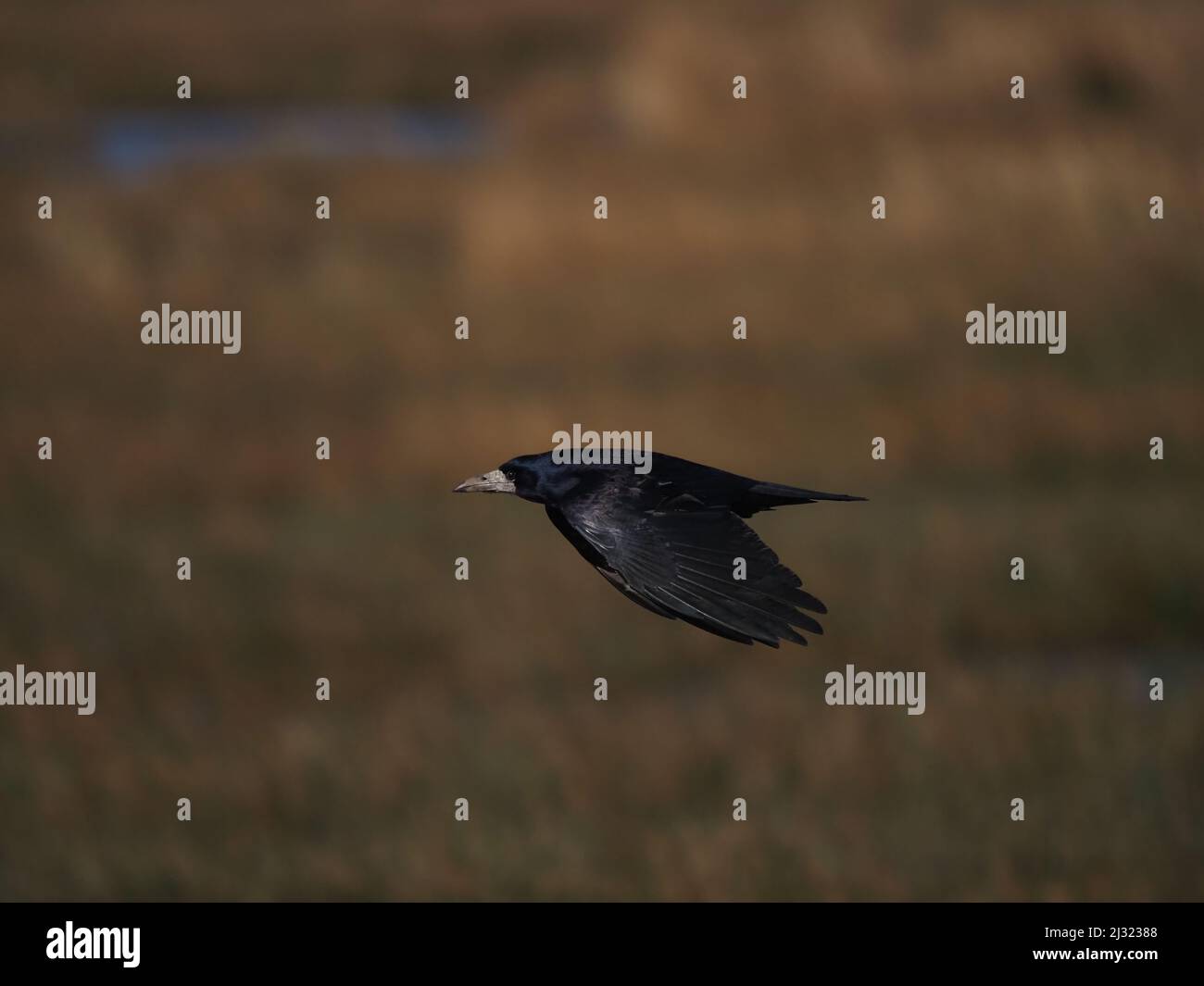 A marzo i gallo stanno costruendo i loro nidi in rookeries per la stagione di riproduzione. Foto Stock