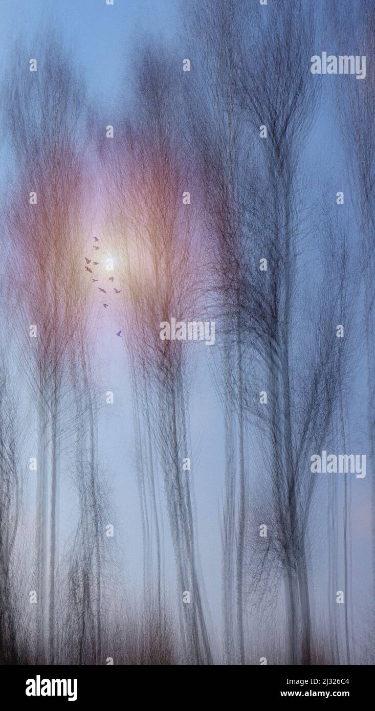 ARTE MODERNA: Verso il Sole - Fotografia ICM di Edmund Nagele F.R.P.S. Foto Stock