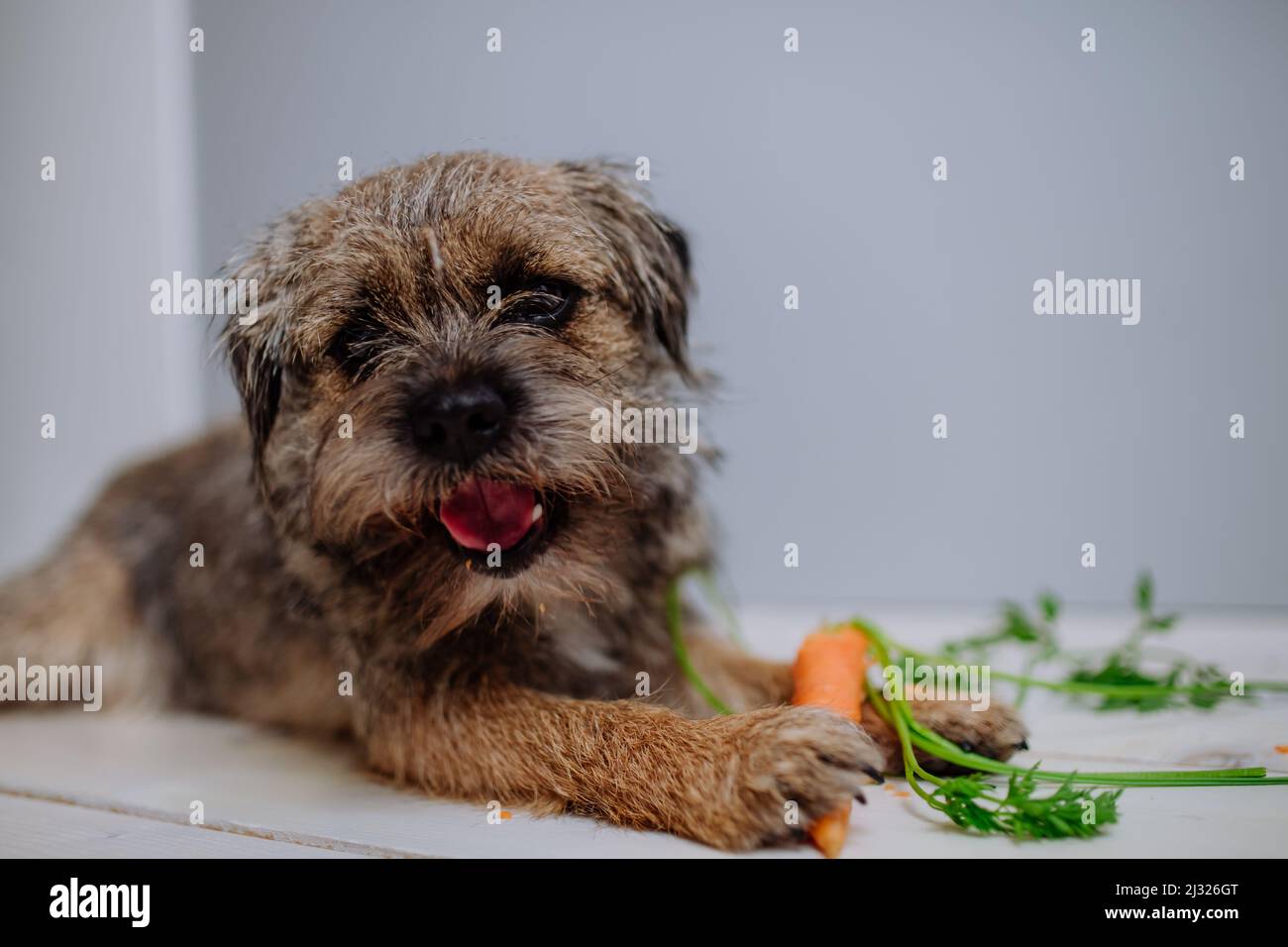 Cane che mangia carota in casa su sfondo bianco. Foto Stock