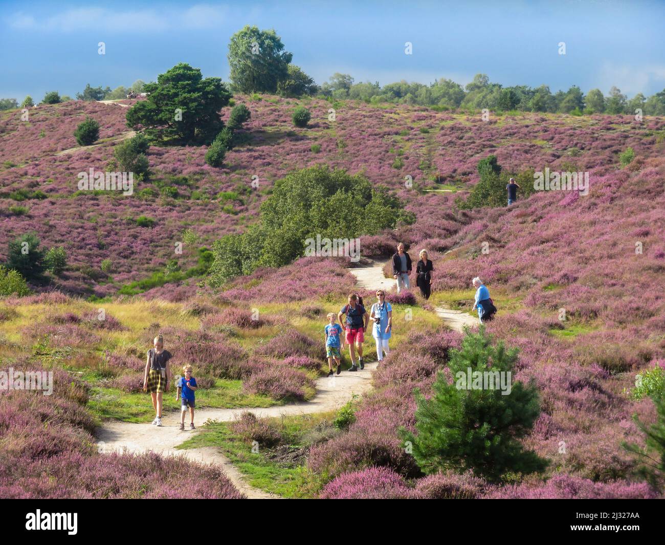 Paesi Bassi, Gelderland, Posbank - i visitatori del parco nazionale 'Veluwezoom' stanno camminando attraverso la fiorente erica nel mese di agosto. Foto Stock