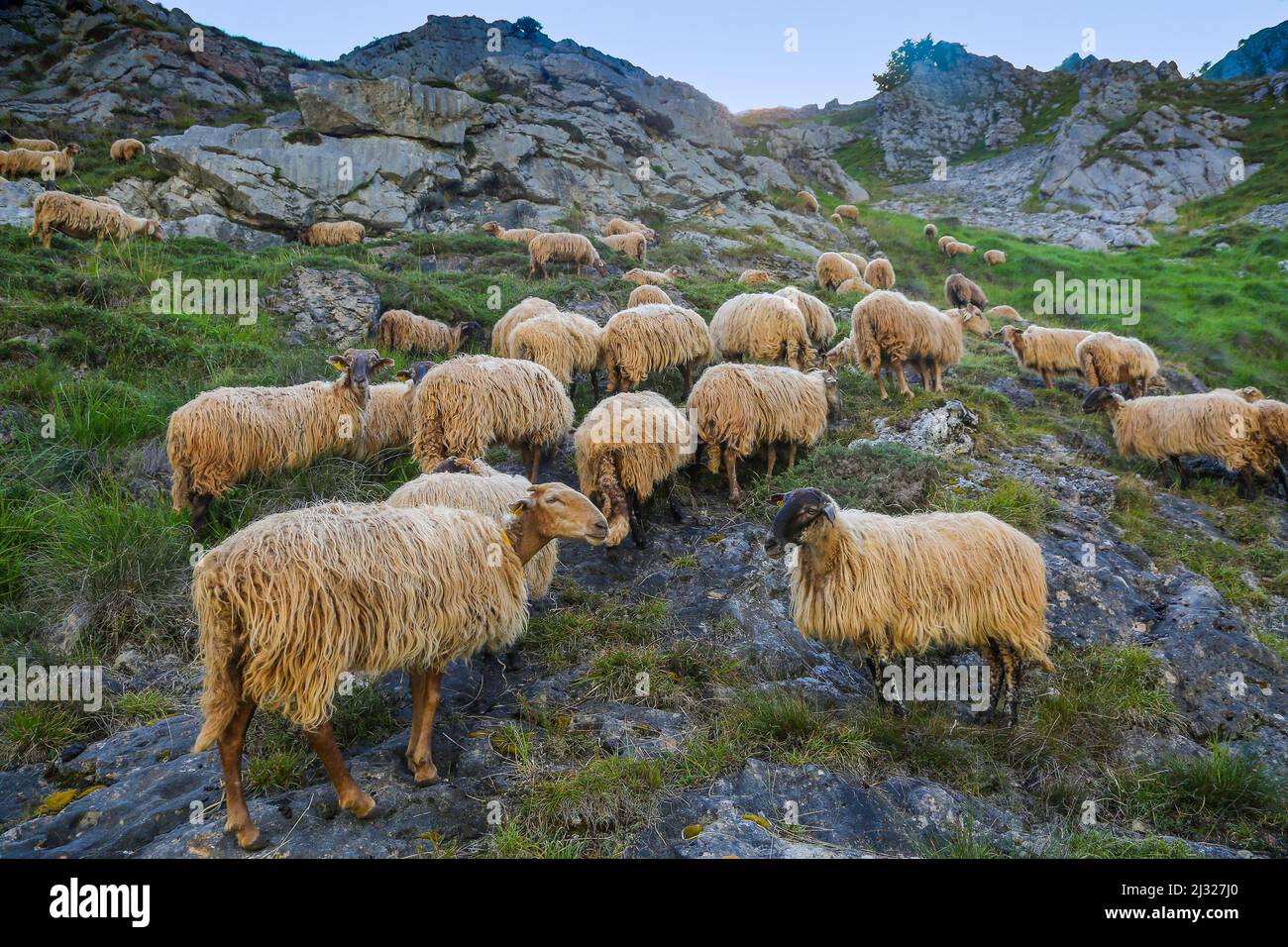 Spagna, pecore sono alla ricerca di erba da mangiare nel parco nazionale Picos de Europa . Foto Stock