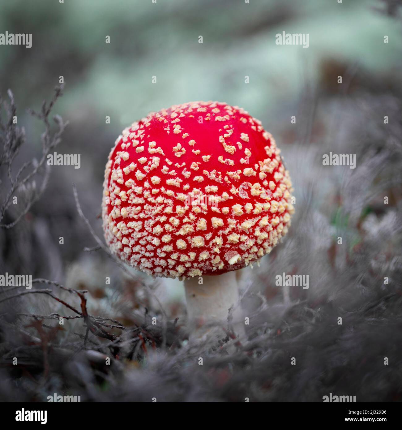 Volare agarico su muschio nella natura di Rotsidan nella parte orientale della Svezia Foto Stock