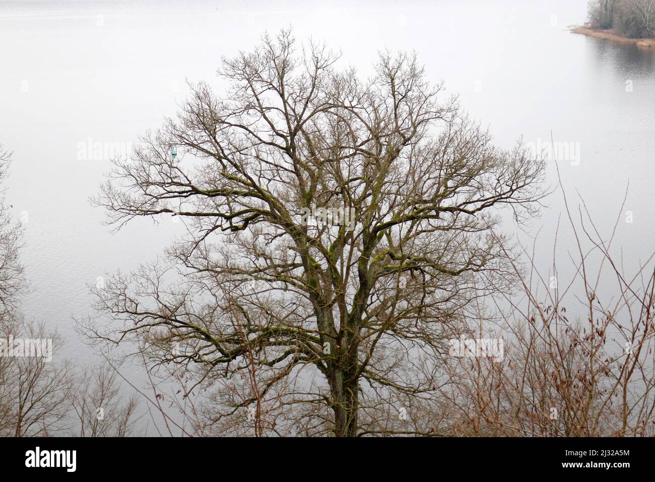 Baum, Wannsee, Berlino (nur fuer redaktionelle Verwendung. Keine Werbung. Referenzdatenbank: http://www.360-berlin.de. © Jens Knappe. Bildquellennachwe Foto Stock