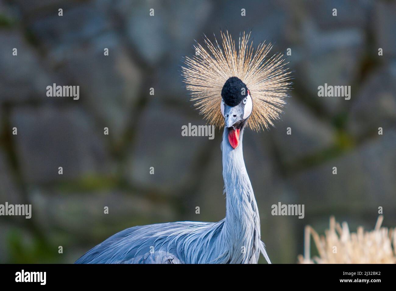 Ritratto di Baleari regulorum - Crane coronata sul prato. Foto Stock