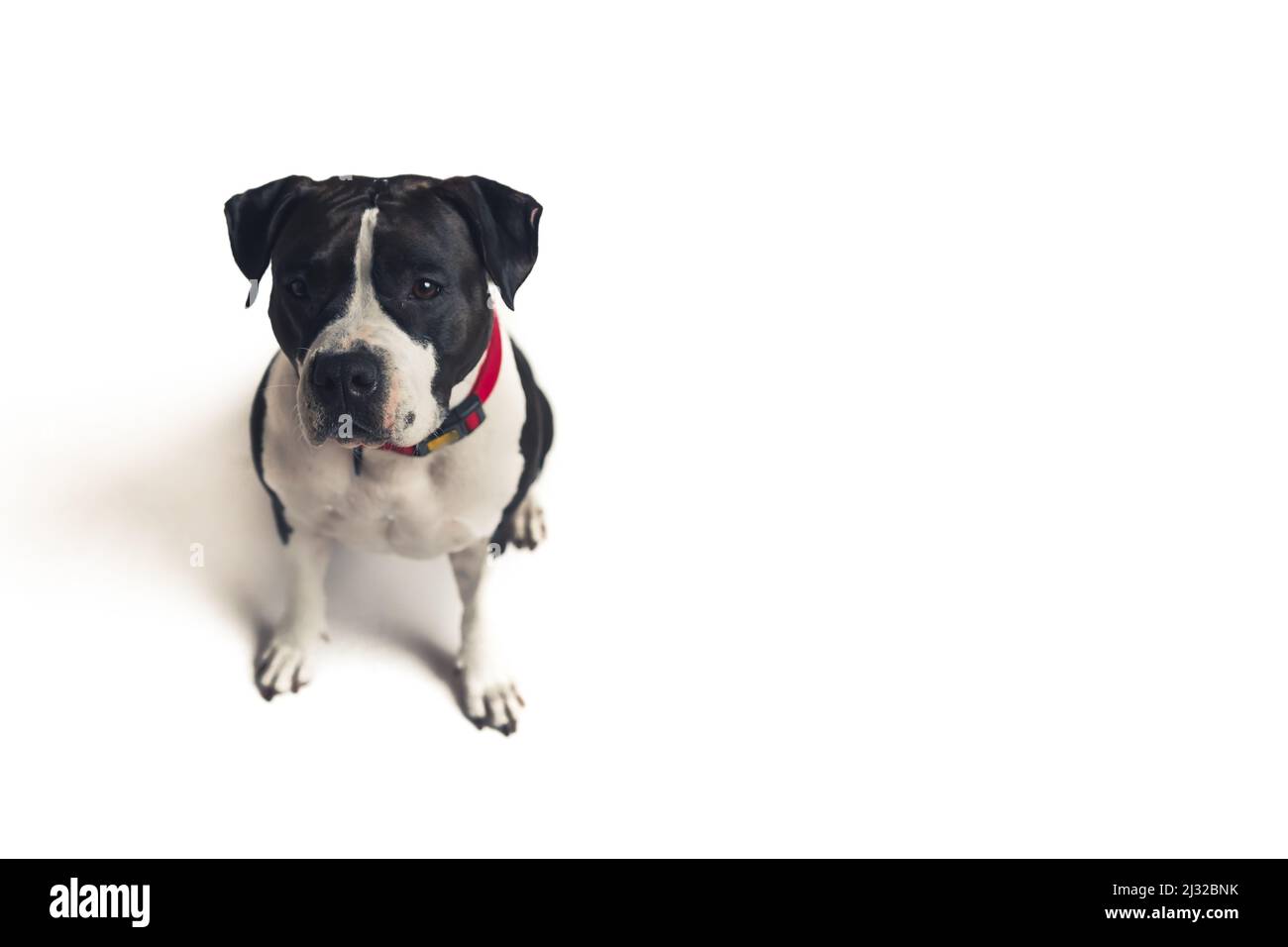 triste cane bianco e nero guardando in su nella fotocamera isolato studio girato full shot pet concetto cane spazio copia. Foto di alta qualità Foto Stock