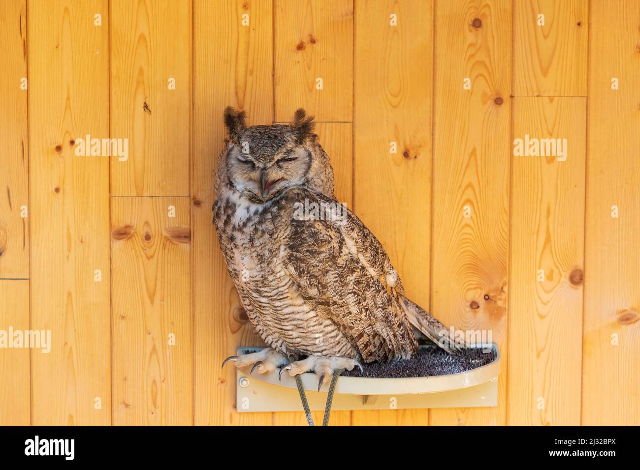 Barn Owl (Bubo virginianus) - Ritratto di un gufo grande in una gabbia. È legata da una gamba. Il gufo è addestrato da un falconer Foto Stock