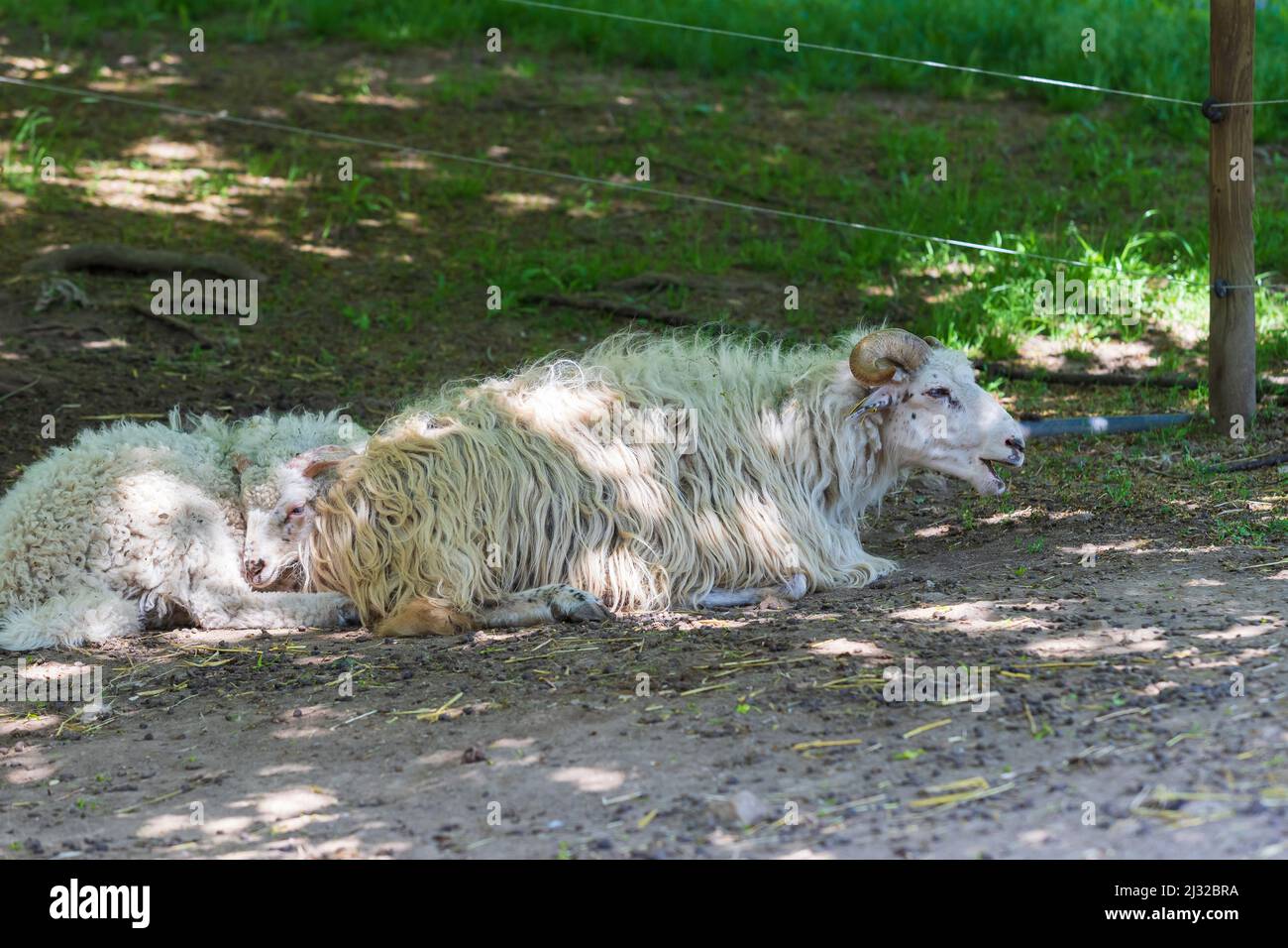 Pecore Wallachian - una razza di pecore bianche di furry dalla Wallachia nella Repubblica Ceca in Europa. Le pecore giacciono nel Corral. Foto Stock