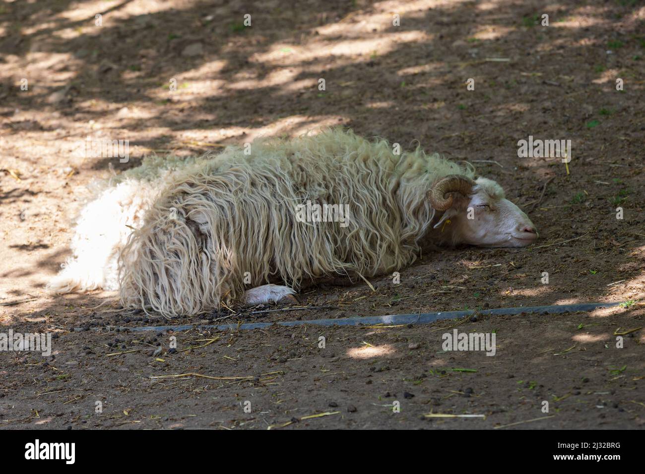Pecore Wallachian - una razza di pecore bianche di furry dalla Wallachia nella Repubblica Ceca in Europa. Le pecore giacciono nel Corral. Foto Stock Pecore Wallachian - una razza di pecore bianche di furry dalla Wallachia nella Repubblica Ceca in Europa. Le pecore giacciono nel Corral. Foto Stock