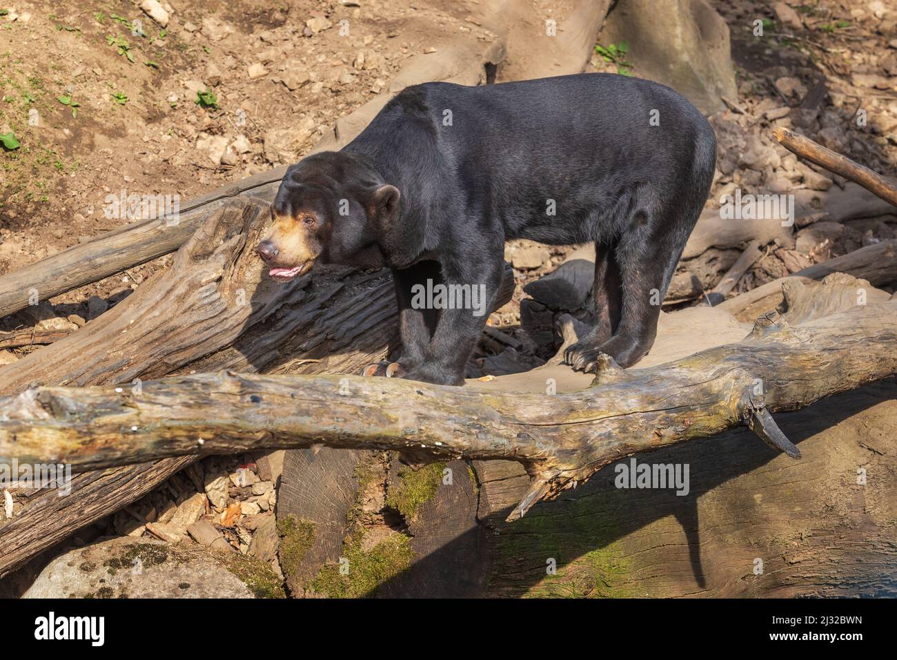 Orso malese - Helarctos malayanus - la più piccola specie di orso. È nero e su una roccia. Foto Stock
