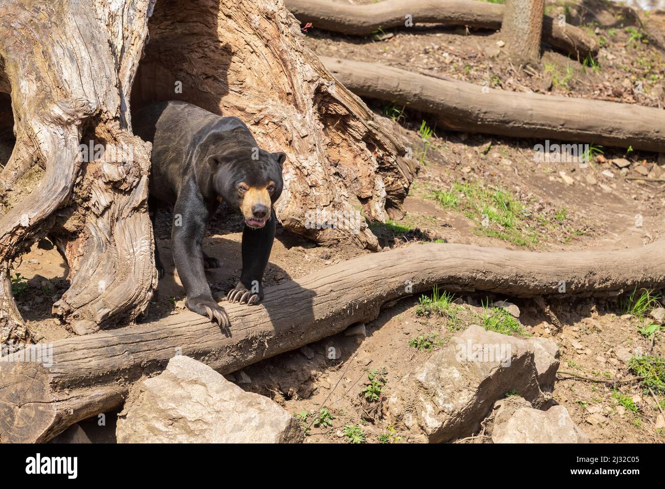 Orso malese - Helarctos malayanus - la più piccola specie di orso. È nero e su una roccia. Foto Stock
