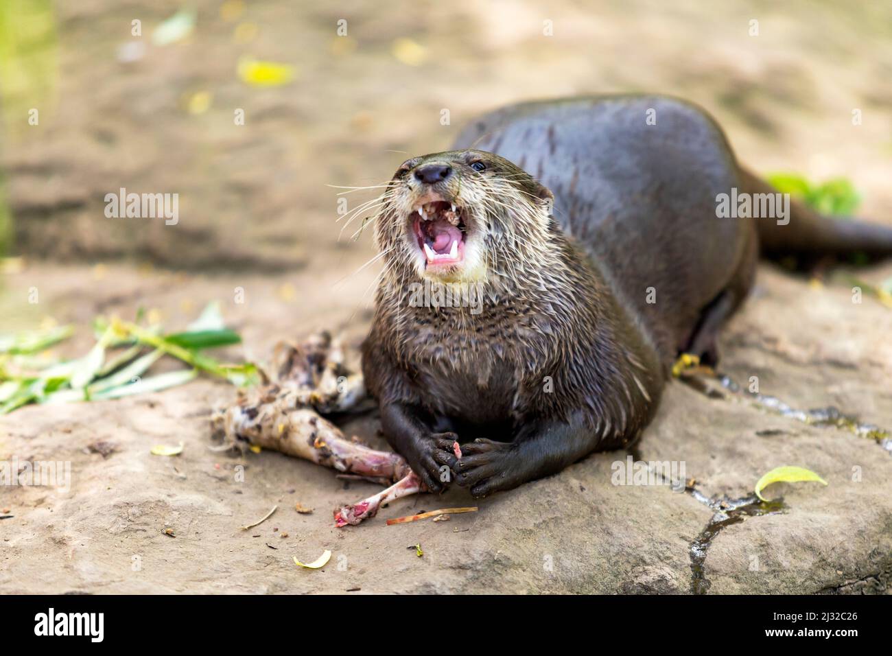 La lontra - Amblonyx Cinerea - mangia carne. Ha la bocca aperta, i denti sono visibili e morde la carne dalle ossa. Foto Stock