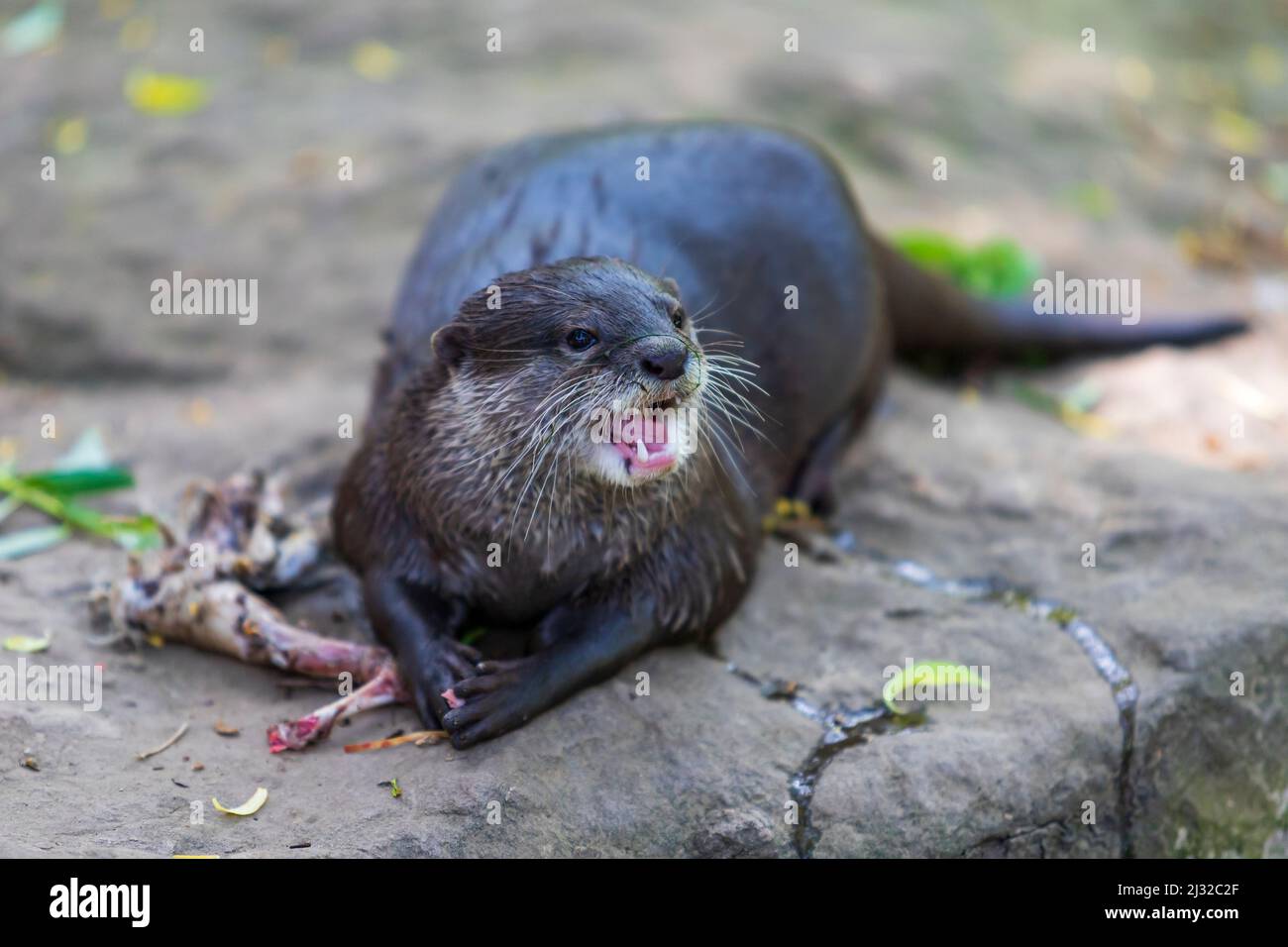 La lontra - Amblonyx Cinerea - mangia carne. Ha la bocca aperta, i denti sono visibili e morde la carne dalle ossa. Foto Stock