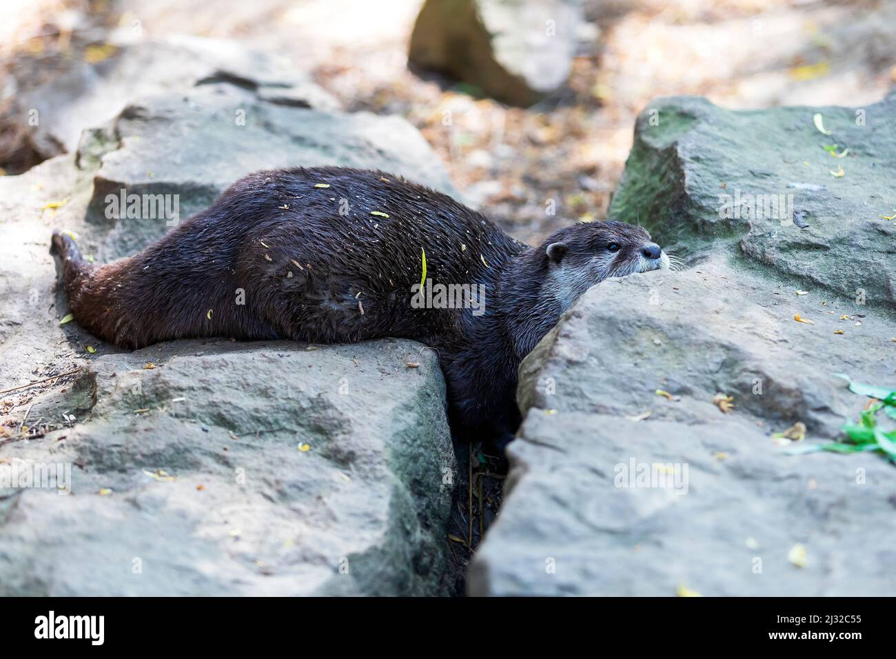 Lontra piccola - Amblonyx Cinerea nel suo habitat naturale nella natura. La lontra bagna in acqua. Foto Stock