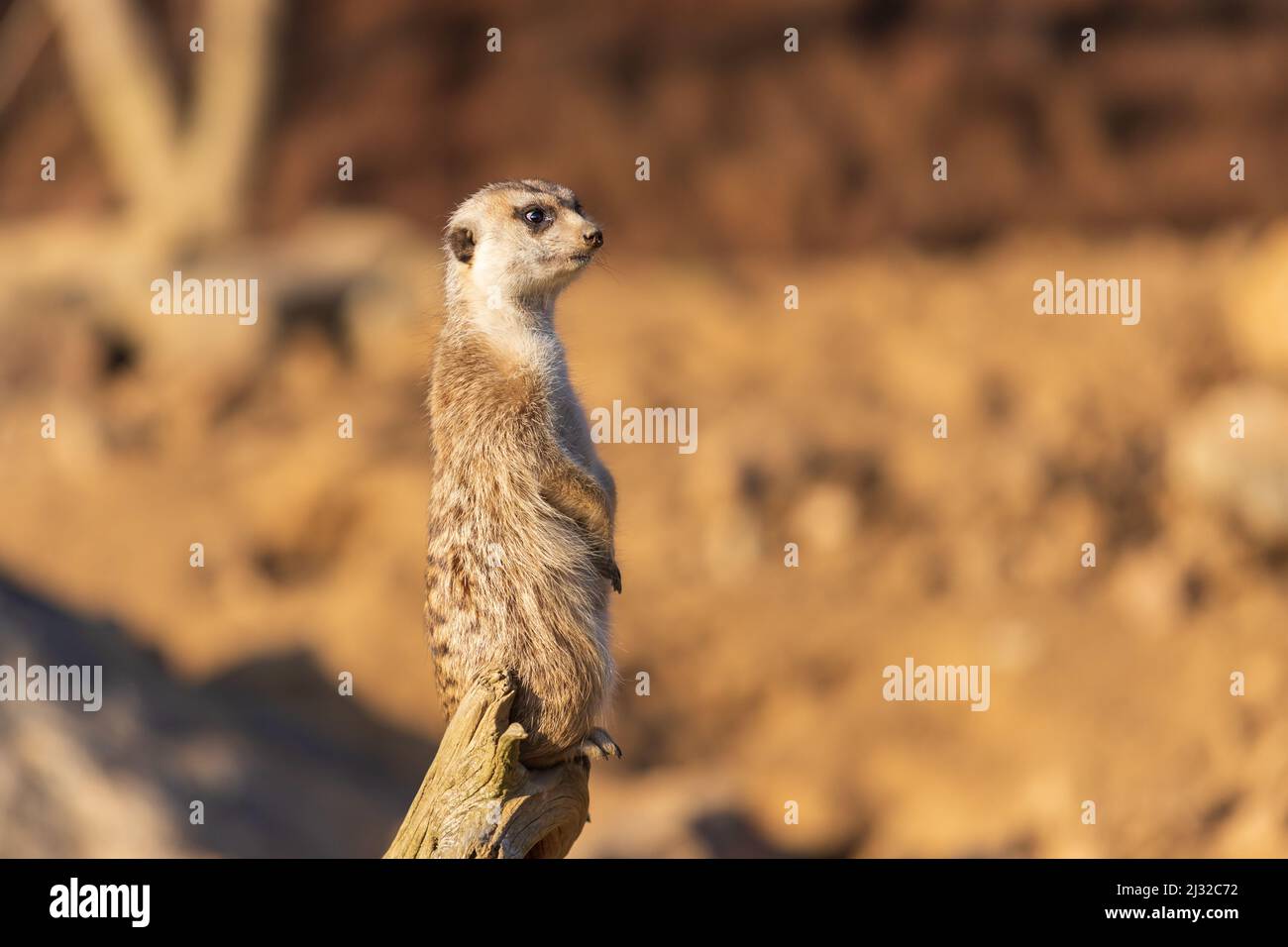 Il meerkat si erge sulla sabbia e guarda i dintorni. Lo sfondo è sfocato dalla tecnica fotografica. Foto Stock