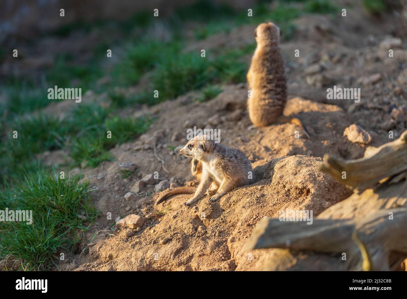 Il meerkat si erge sulla sabbia e guarda i dintorni. Lo sfondo è sfocato dalla tecnica fotografica. Foto Stock