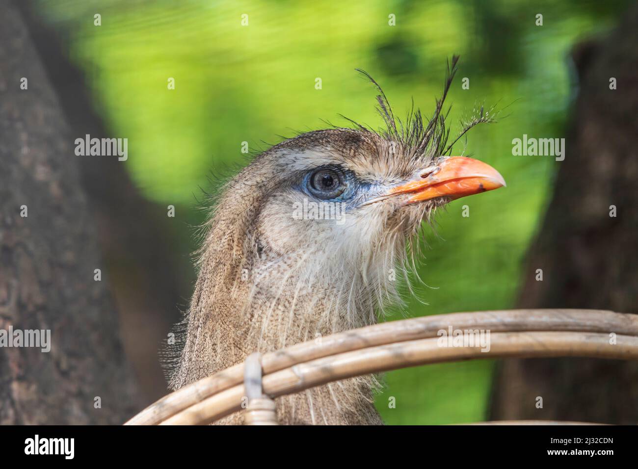 Ritratto di un uccello Seriema con fattura rossa seduto su un nido. Lo sfondo è bello bokeh. Foto Stock