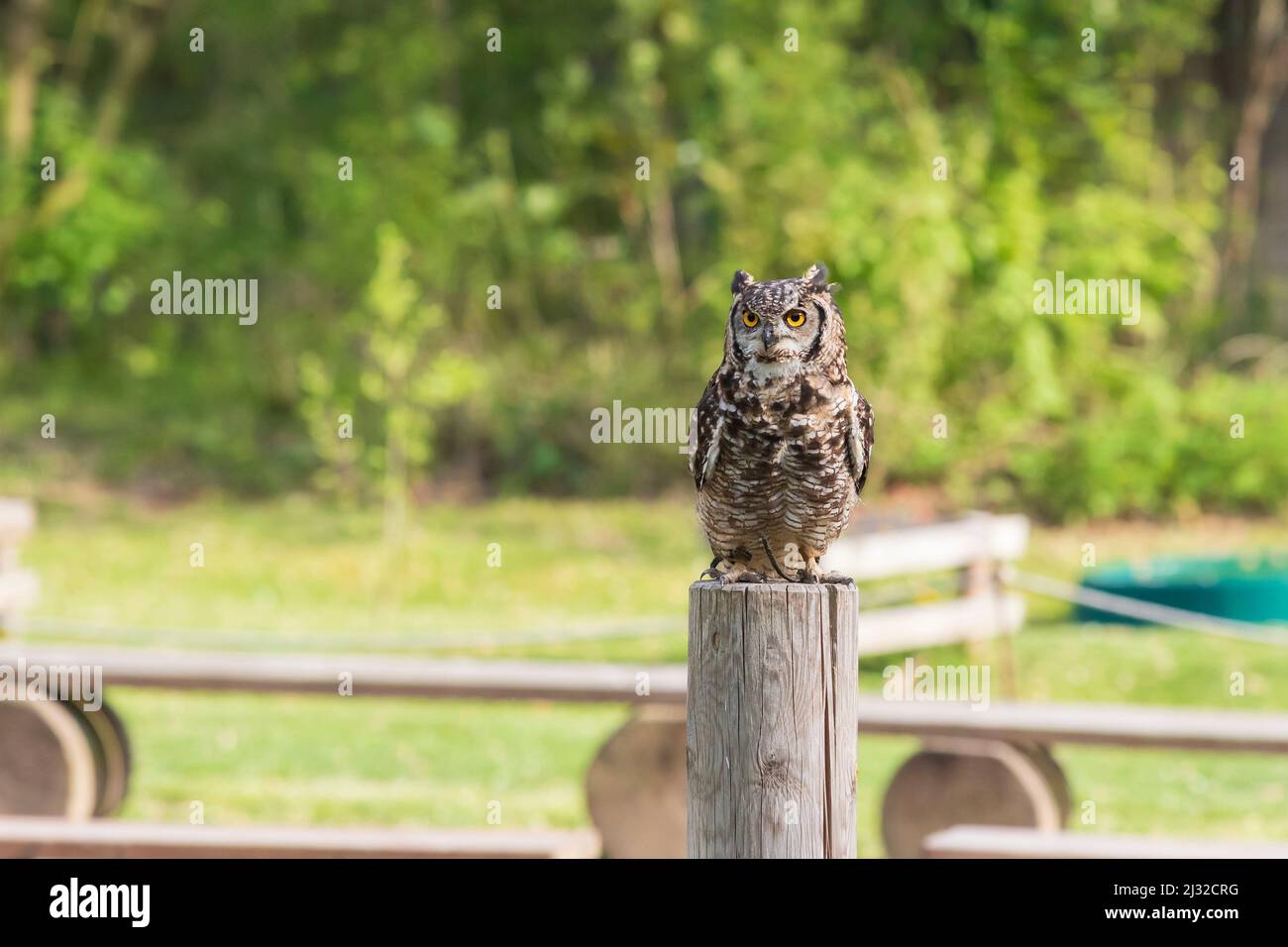 Gufo africano dell'aquila - Bubo africanus - falconeria guidata su un campo verde in tempo di sole. Foto Stock