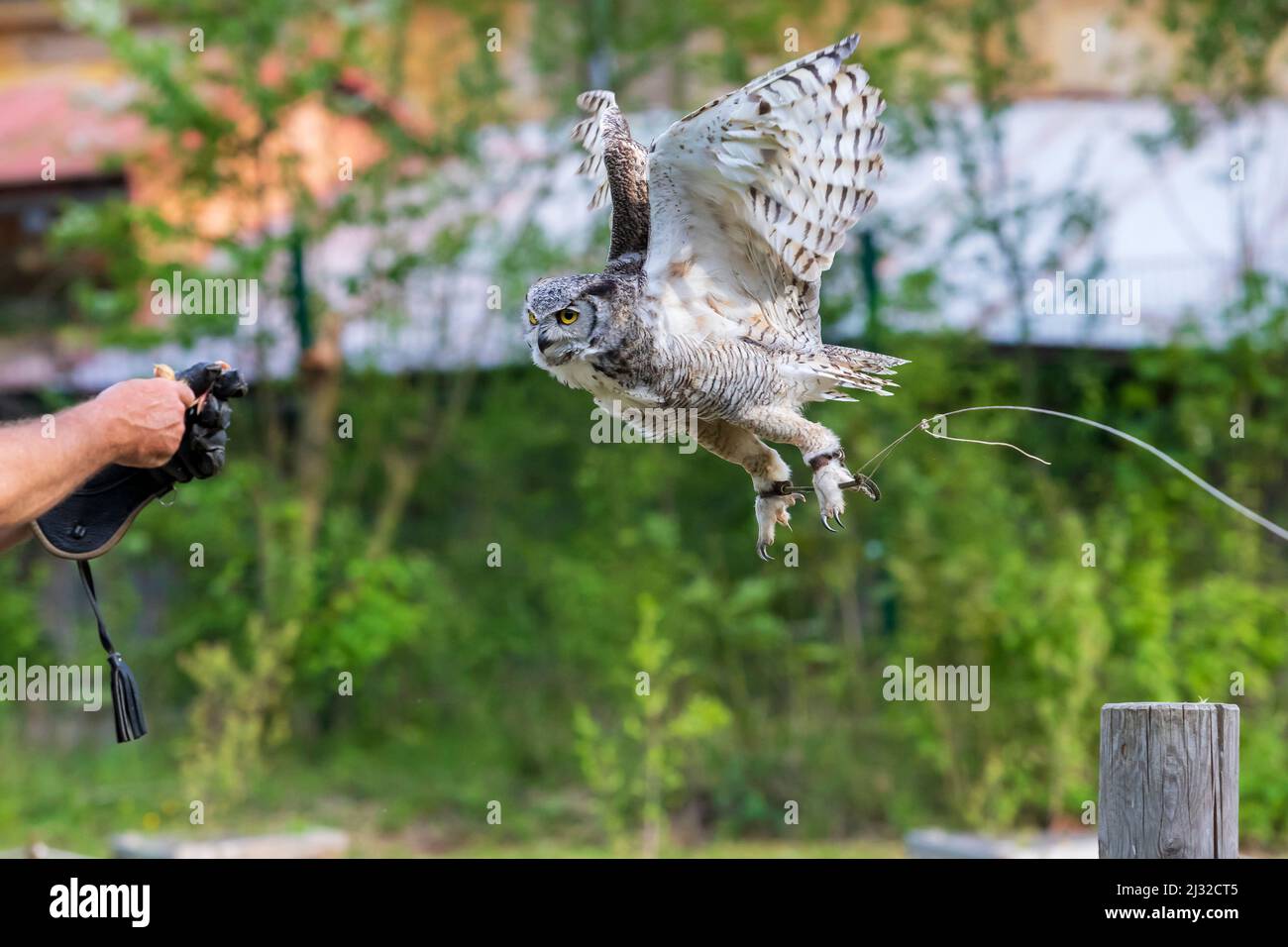 Il granaio gufo - Bubo virginianus - falconeria-guidato vola e atterra sulla mano di un falconer. Foto Stock