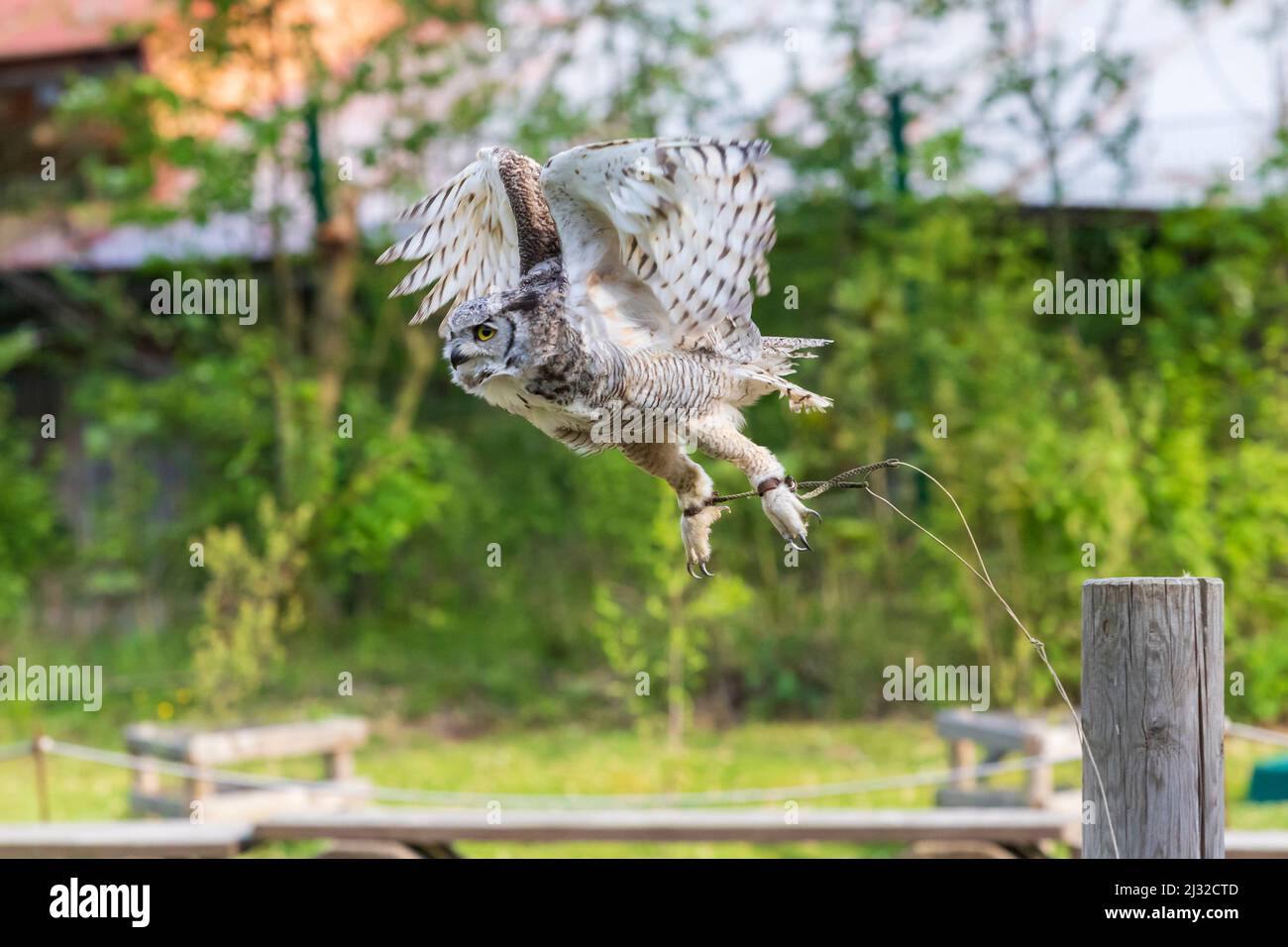 Il fienile gufo - Bubo virginianus - falconeria vola in aria su un prato verde. Foto Stock