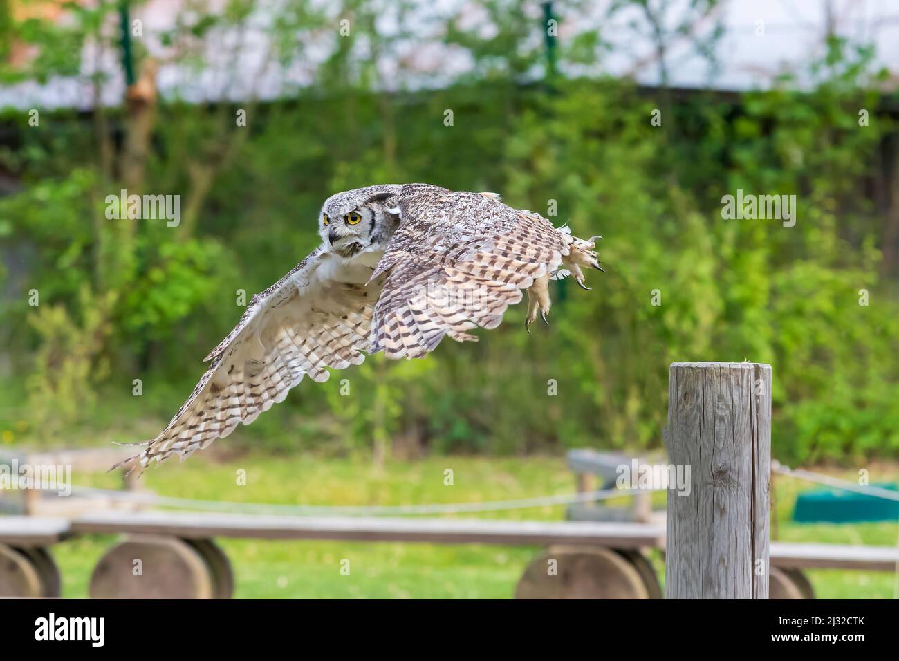 Il fienile gufo - Bubo virginianus - falconeria vola in aria su un prato verde. Foto Stock