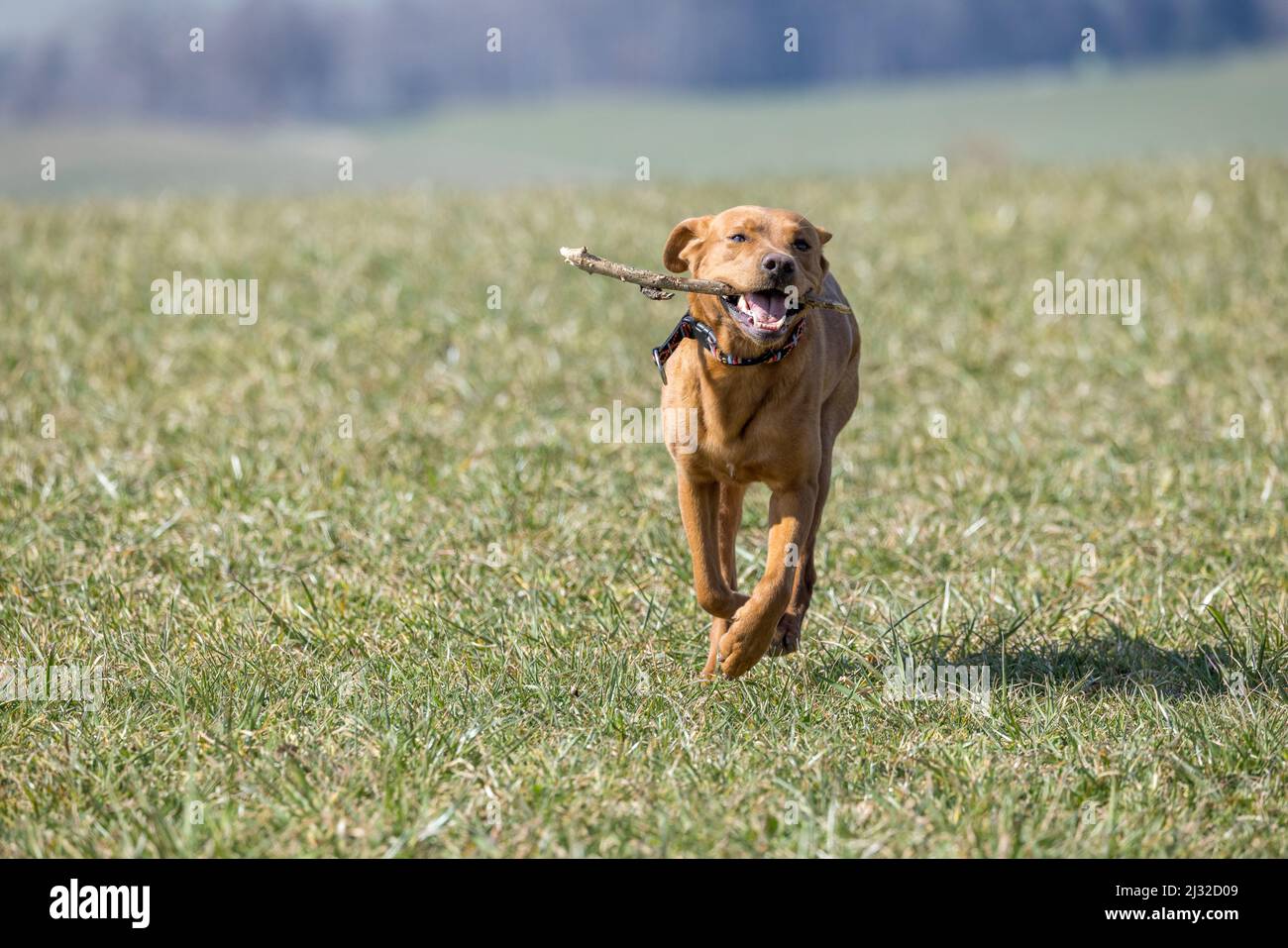 marroni labrador retriever in esecuzione su un campo con bastone in bocca Foto Stock