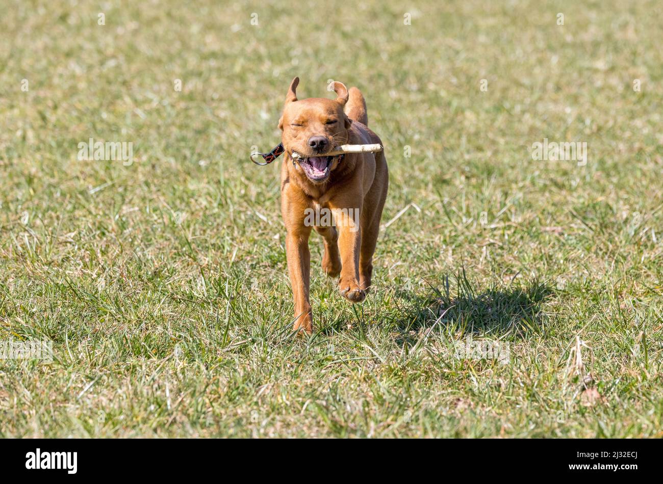 marroni labrador retriever in esecuzione su un campo con bastone in bocca Foto Stock