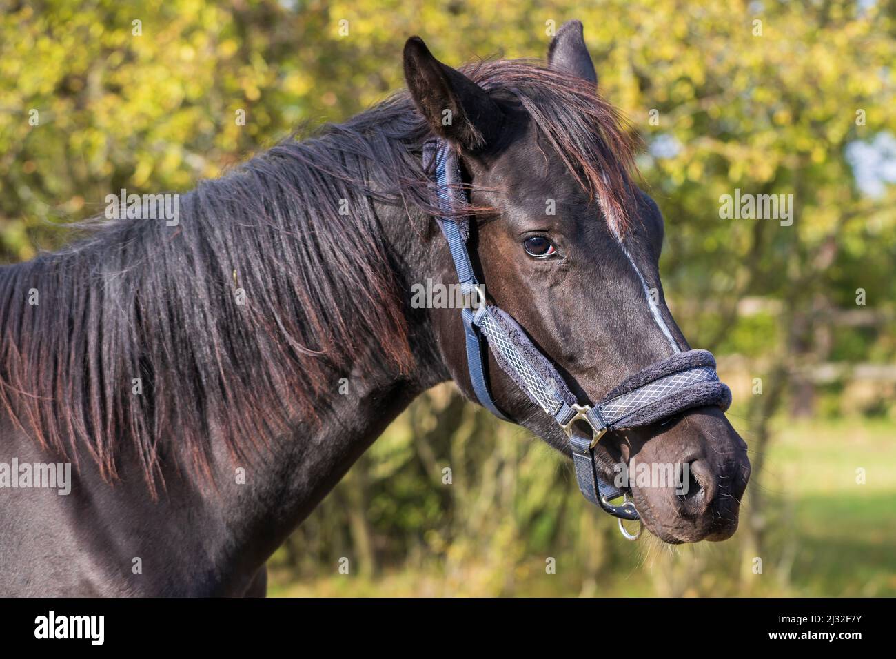 Ritratto della testa di un cavallo nero. Il cavallo ha calvo bianco macchia. Lo sfondo è verde. Foto Stock
