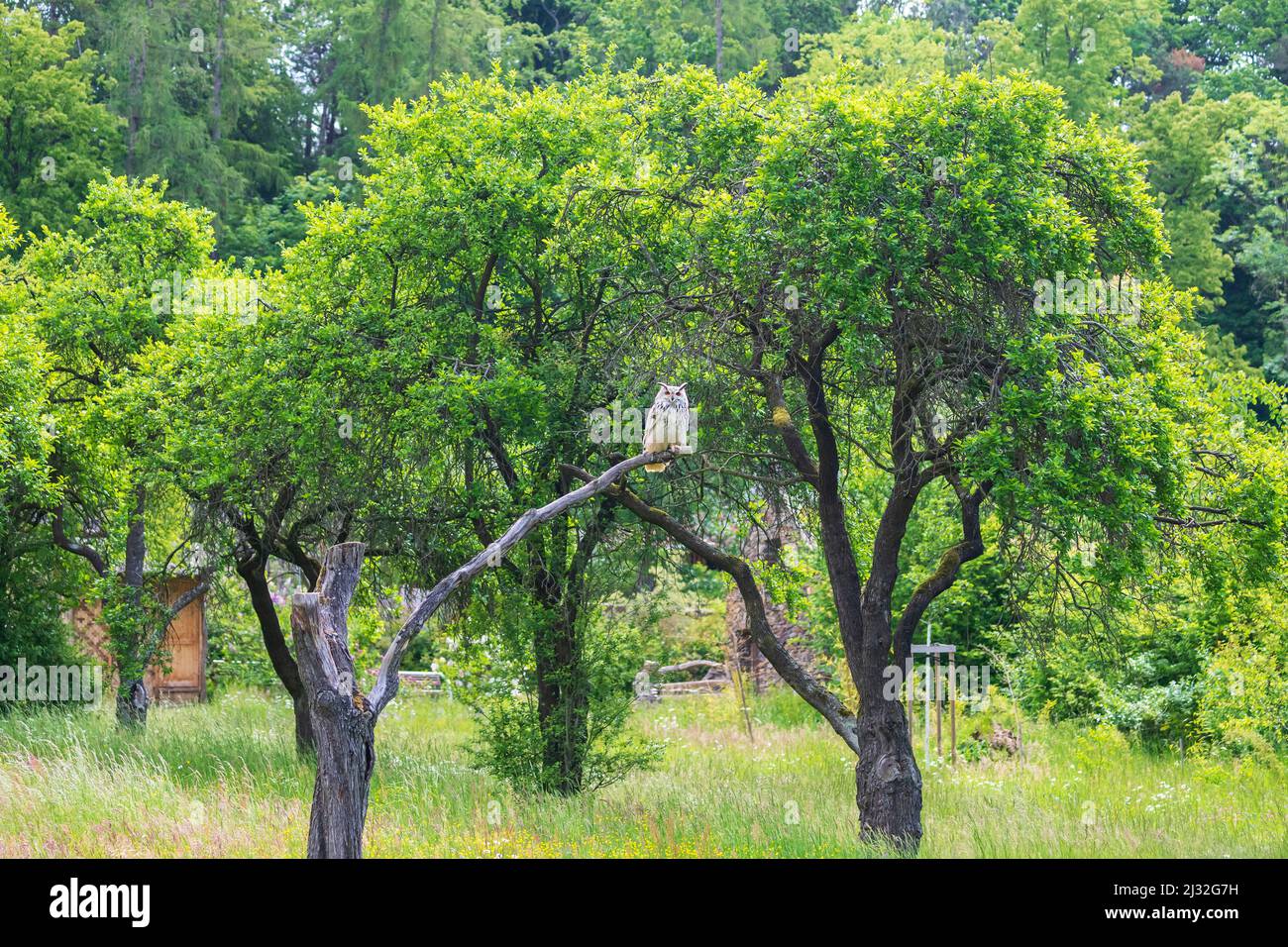 Great West Siberian Eagle Owl seduto su un ramo di albero. Foto Stock