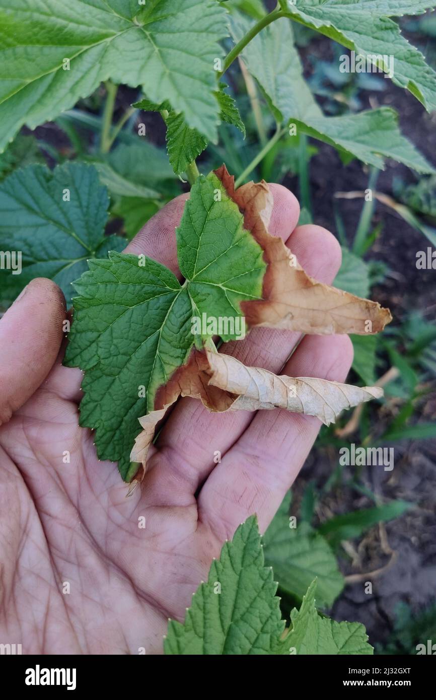 Danni foglie verdi come sintomi di fusarium wilt. Foto Stock