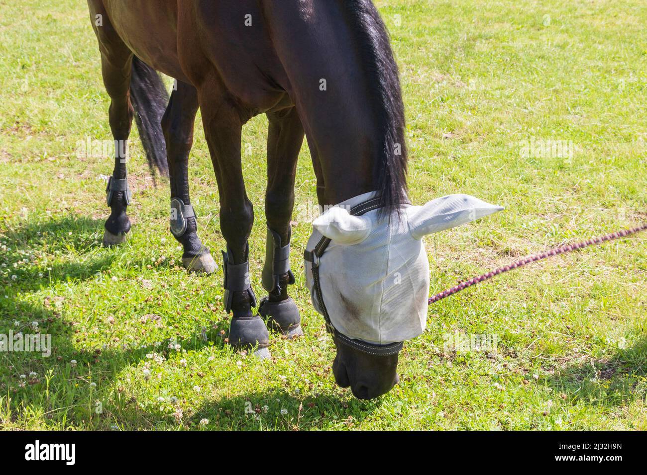 Dettaglio testa di cavallo. Il cavallo ha una rete di insetto sulla sua testa. Foto Stock