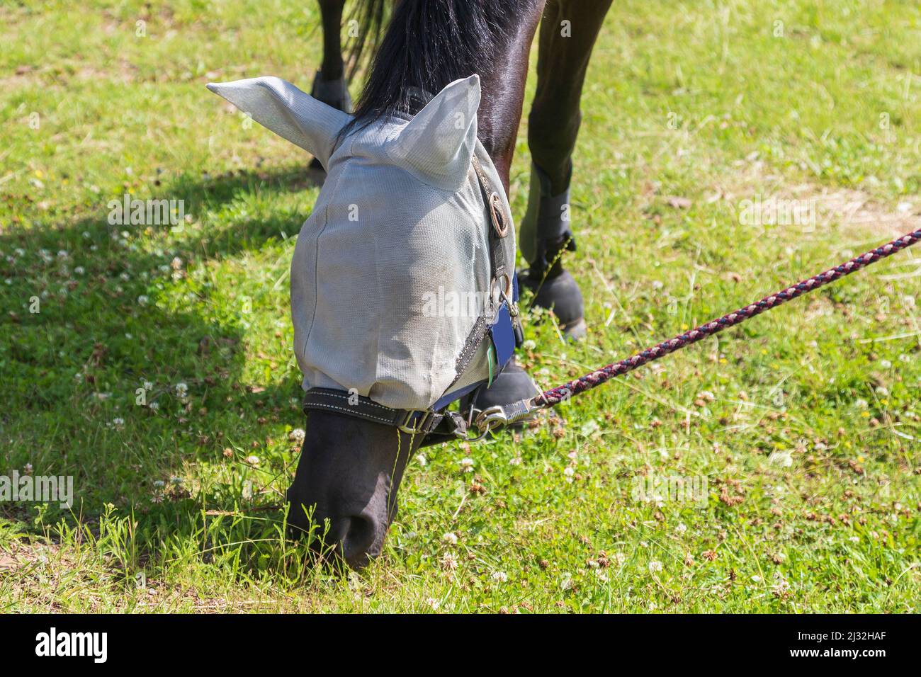 Dettaglio testa di cavallo. Il cavallo ha una rete di insetto sulla sua testa. Foto Stock
