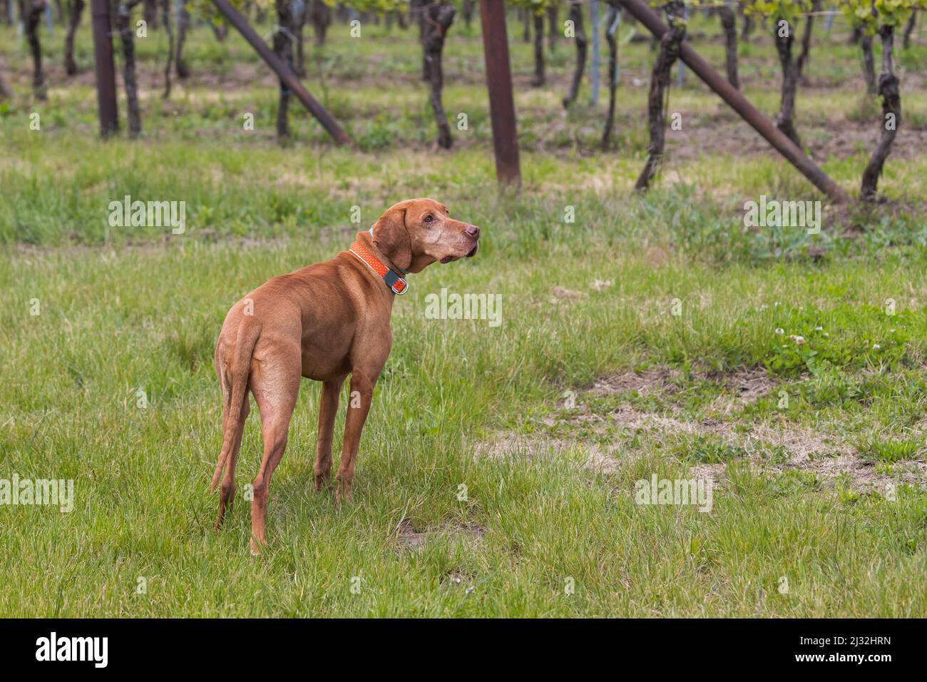 Big Brown-Haired Pointing Dog - Ungherese Short-Haired Pointing Dog - Vizsla si trova su un campo verde. Foto Stock