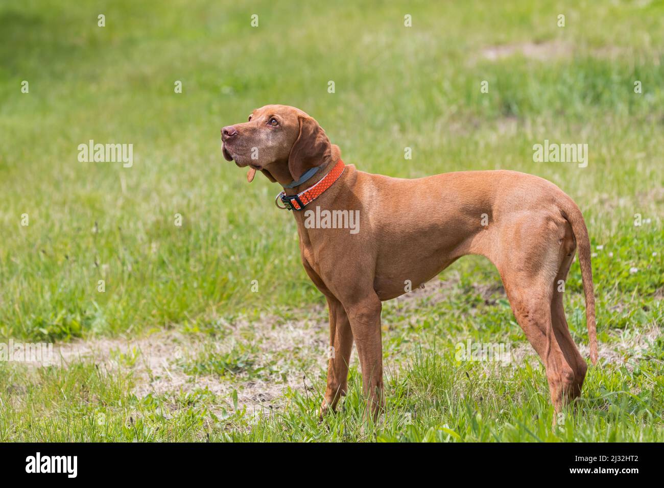Big Brown-Haired Pointing Dog - Ungherese Short-Haired Pointing Dog - Vizsla si trova su un campo verde. Foto Stock
