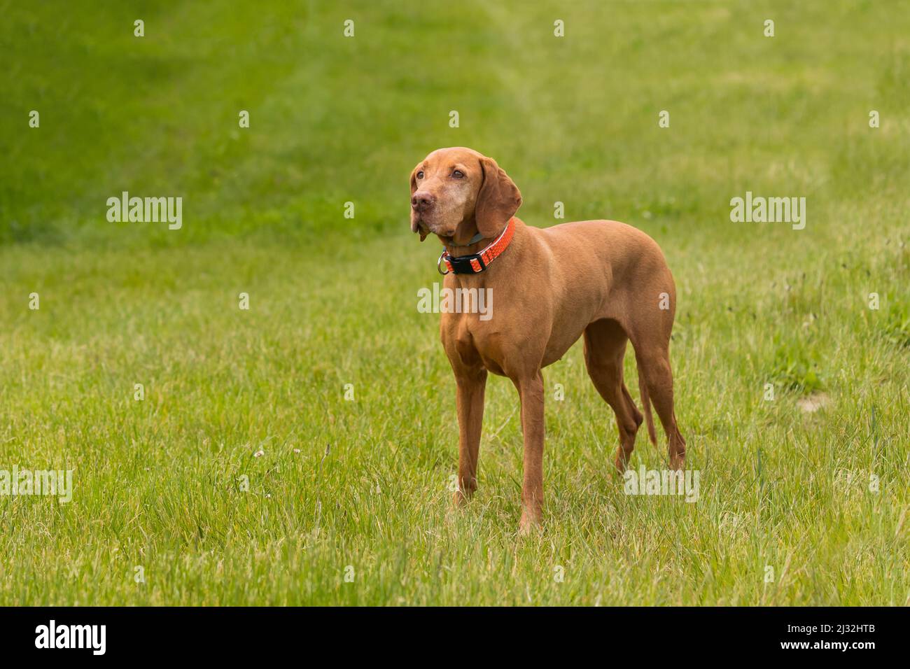 Big Brown-Haired Pointing Dog - Ungherese Short-Haired Pointing Dog - Vizsla si trova su un campo verde. Foto Stock