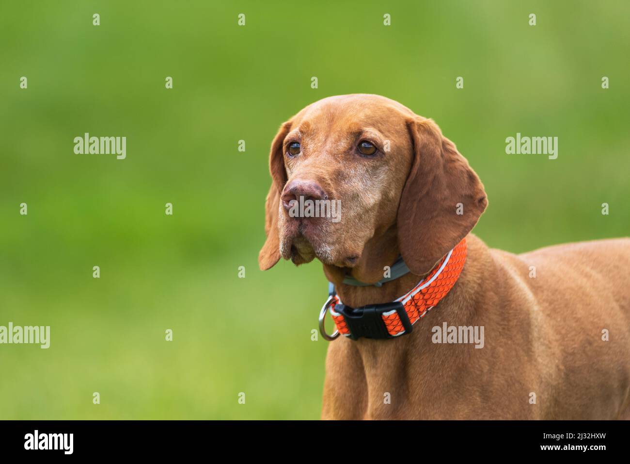 Big Brown-Haired Pointing Dog - Ungherese Short-Haired Pointing Dog - Vizsla si trova su un campo verde. Foto Stock