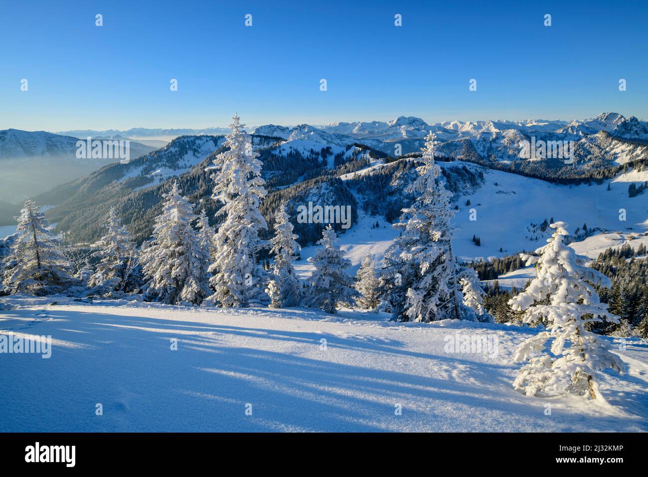 Alberi di abete rosso innevati alla Brecherspitze con vista sulle Alpi bavaresi e Rofan, Brecherspitze, Spitzing, Alpi bavaresi, alta Baviera, Baviera, Germania Foto Stock